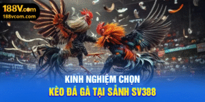 Kinh Nghiệm Xương Máu Giúp Bạn Bắt Vị Kèo Đấu Tại Sảnh SV388